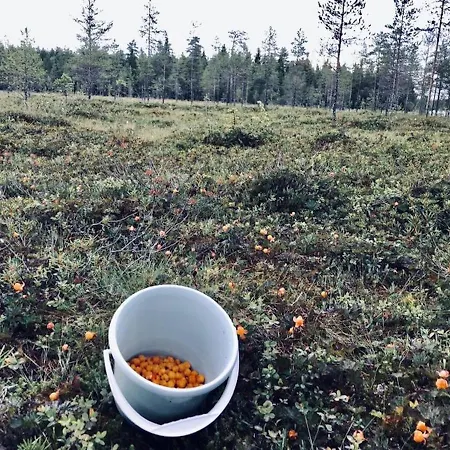 Semesteranläggning (resort) Metsae Kolo Saariharju