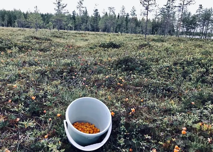 אתר נופש Metsae Kolo Saariharju