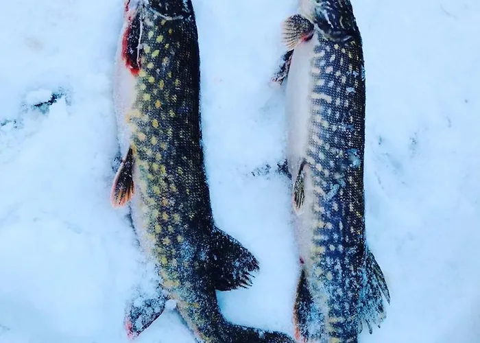 Metsae Kolo אתר נופש